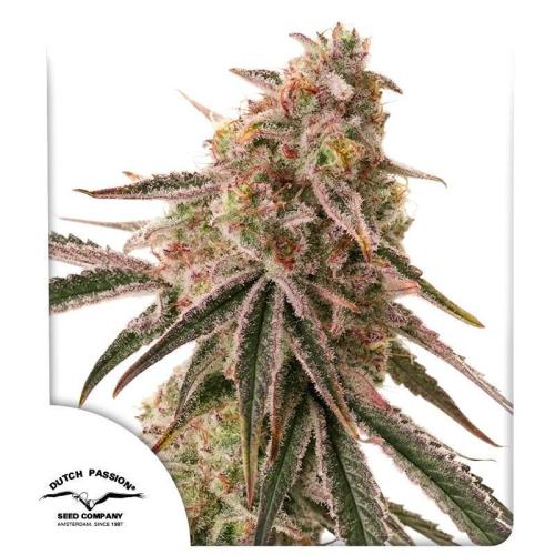 Frozen Biscotti - Dutch Passion - BTNL. Week 0