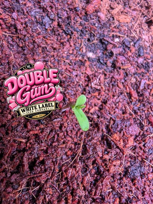 Double Gum - White Label - BTNL. Week 0