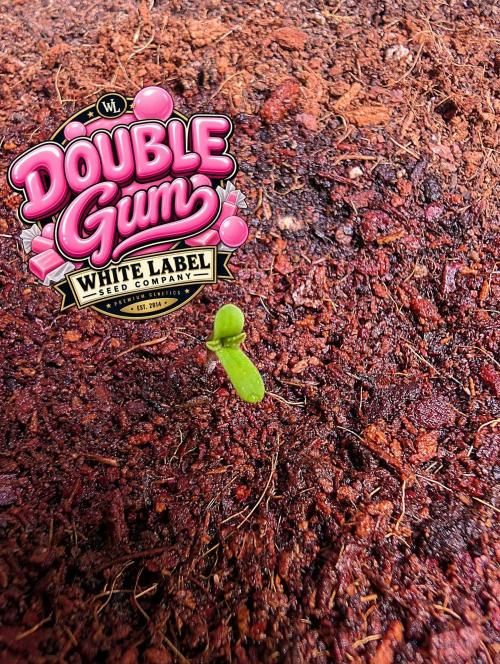 Double Gum - White Label - BTNL. Week 0