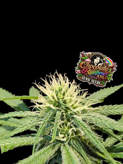Chocolate Rainbow XXL -Sensi Seeds-BTNL. Week 10