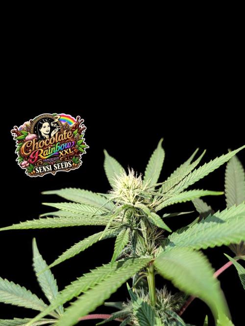 Chocolate Rainbow XXL -Sensi Seeds-BTNL. Week 10