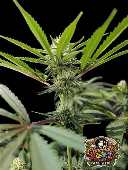 Chocolate Rainbow XXL -Sensi Seeds-BTNL. Week 10