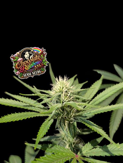 Chocolate Rainbow XXL -Sensi Seeds-BTNL. Week 10