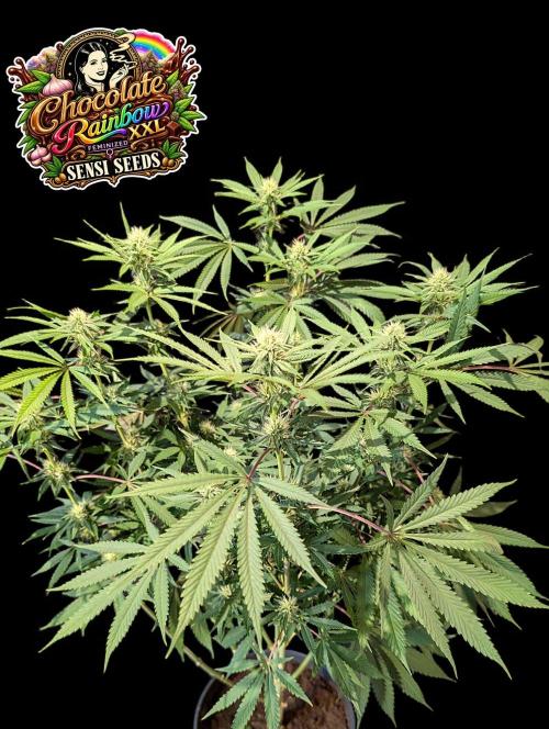 Chocolate Rainbow XXL -Sensi Seeds-BTNL. Week 10
