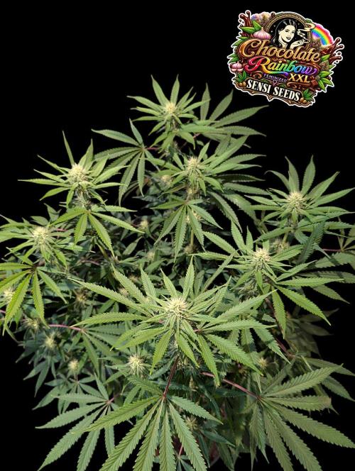 Chocolate Rainbow XXL -Sensi Seeds-BTNL. Week 10