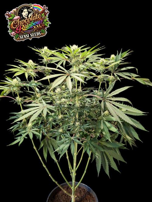 Chocolate Rainbow XXL -Sensi Seeds-BTNL. Week 10