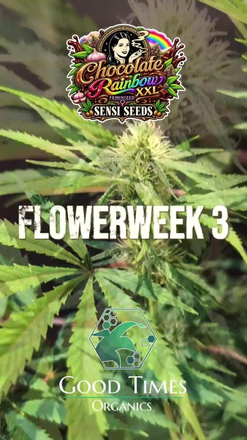 Chocolate Rainbow XXL -Sensi Seeds-BTNL