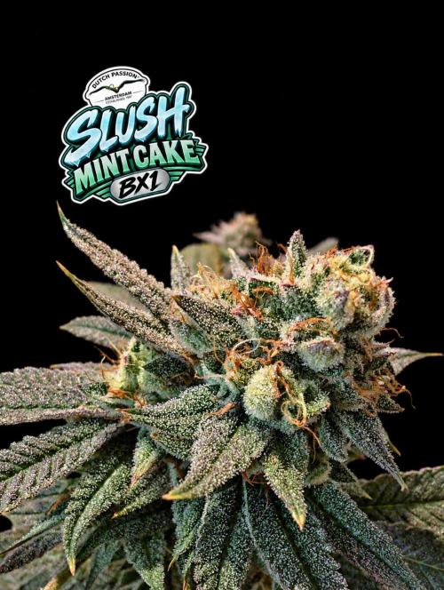 Slush Mint Cake - DP - Bio Tabs NL Grow. Week 17