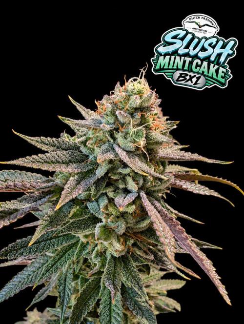 Slush Mint Cake - DP - Bio Tabs NL Grow. Week 17