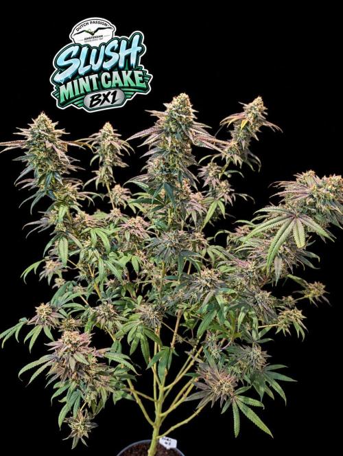 Slush Mint Cake - DP - Bio Tabs NL Grow. Week 17