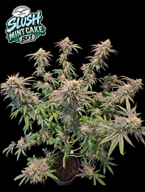 Slush Mint Cake - DP - Bio Tabs NL Grow. Week 17