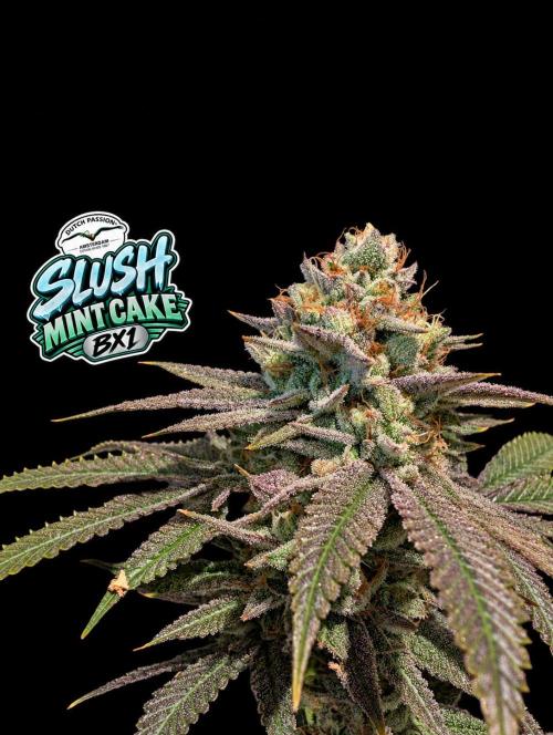 Slush Mint Cake - DP - Bio Tabs NL Grow. Week 17