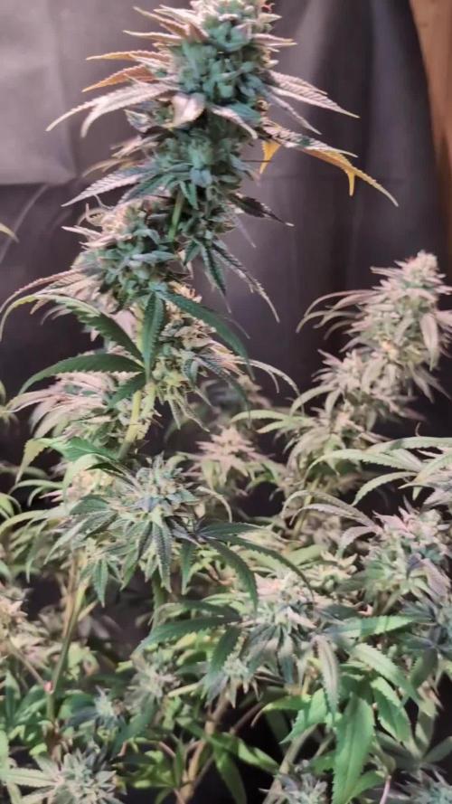Slush Mint Cake - DP - Bio Tabs NL Grow