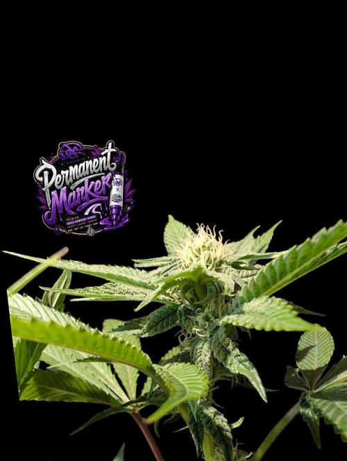 Permanent Marker -Seed Junky-Doja-BTNL. Week 10