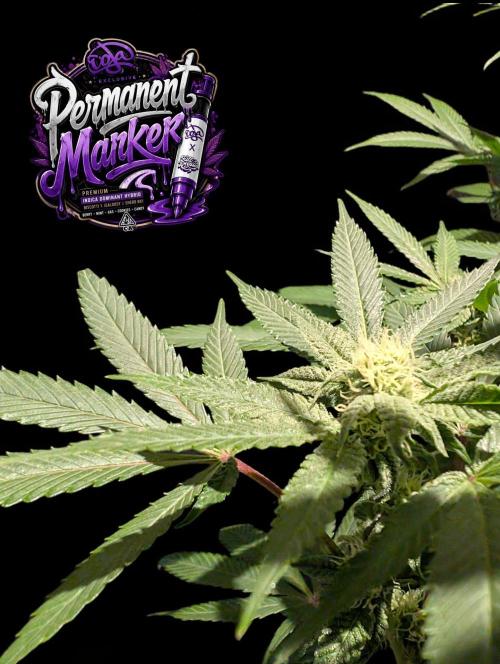 Permanent Marker -Seed Junky-Doja-BTNL. Week 10