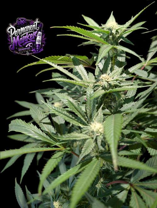 Permanent Marker -Seed Junky-Doja-BTNL. Week 10