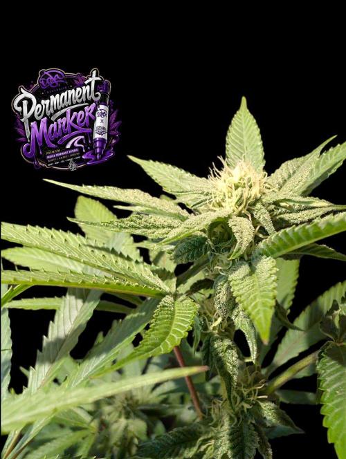Permanent Marker -Seed Junky-Doja-BTNL. Week 10