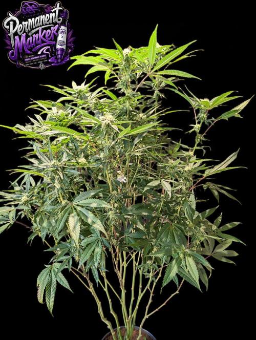 Permanent Marker -Seed Junky-Doja-BTNL. Week 10