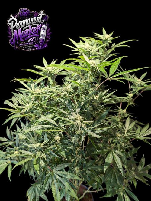 Permanent Marker -Seed Junky-Doja-BTNL. Week 10