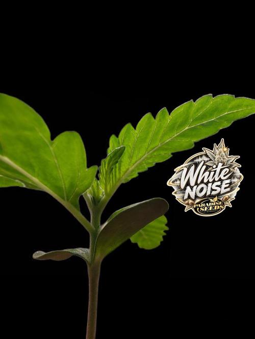 White Noise - Paradise Seeds - W33DFX. Week 1
