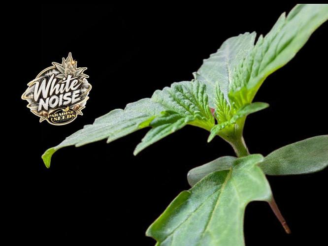 White Noise - Paradise Seeds - W33DFX. Week 1