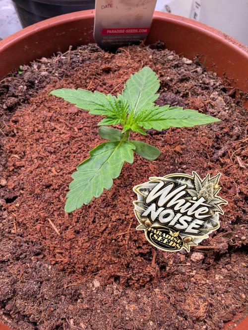 White Noise - Paradise Seeds - W33DFX. Week 1