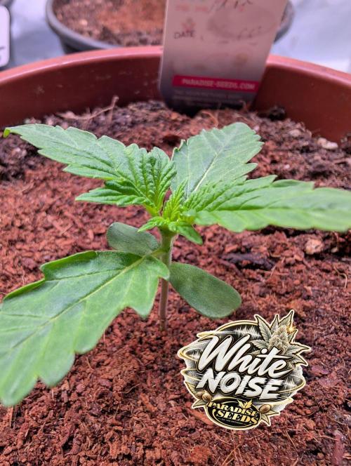 White Noise - Paradise Seeds - W33DFX. Week 1