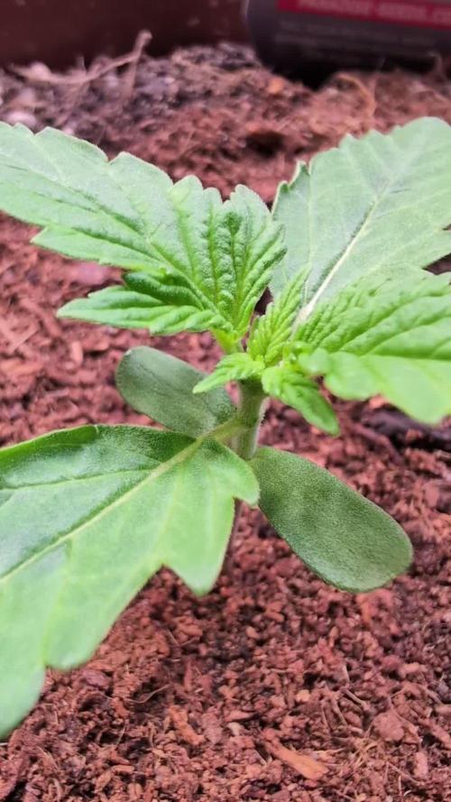 White Noise - Paradise Seeds - W33DFX