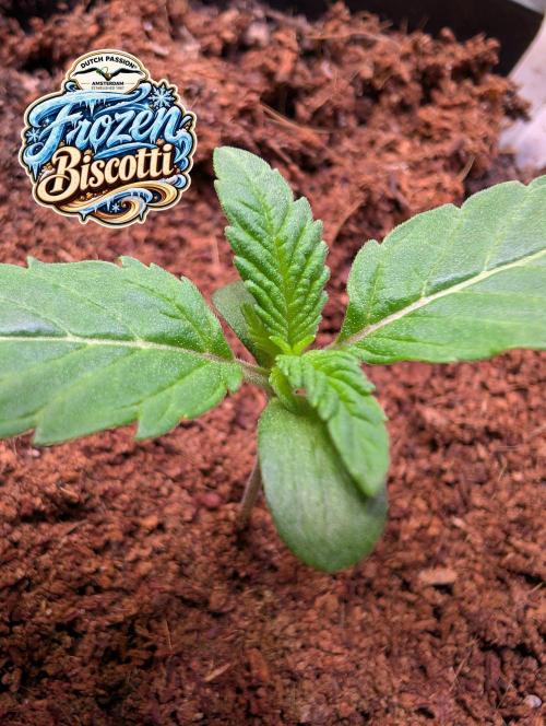 Frozen Biscotti - Dutch Passion - BTNL. Week 1