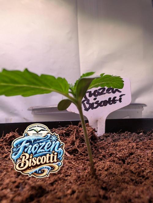 Frozen Biscotti - Dutch Passion - BTNL. Week 1