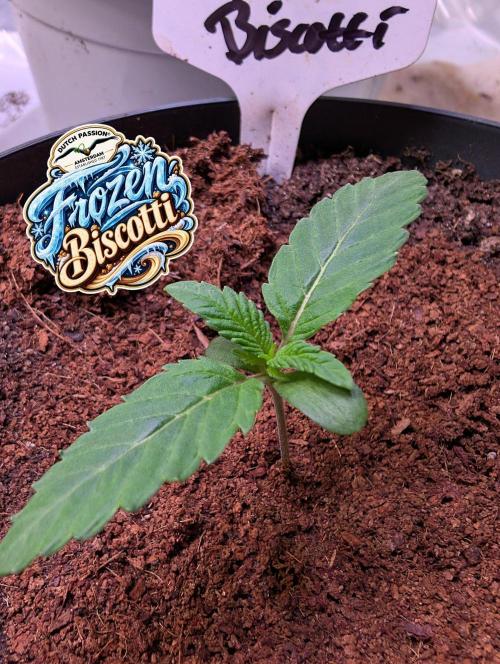 Frozen Biscotti - Dutch Passion - BTNL. Week 1