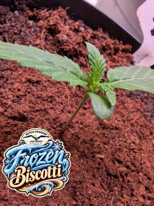 Frozen Biscotti - Dutch Passion - BTNL. Week 1