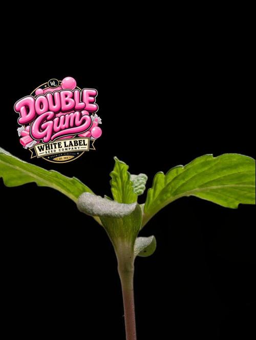 Double Gum - White Label - BTNL. Week 1