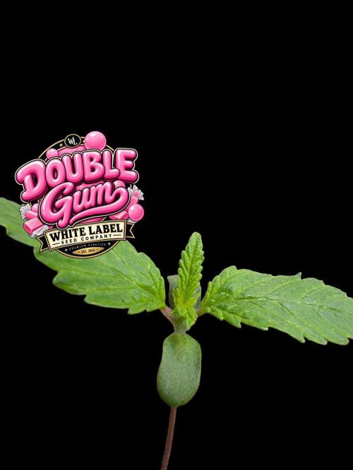 Double Gum - White Label - BTNL. Week 1
