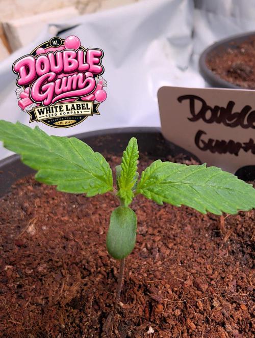 Double Gum Regular. Week 1