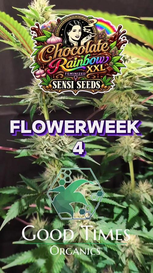 Chocolate Rainbow XXL -Sensi Seeds-BTNL