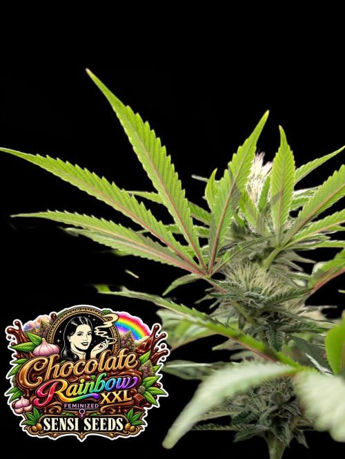 Chocolate Rainbow XXL -Sensi Seeds-BTNL. Week 11