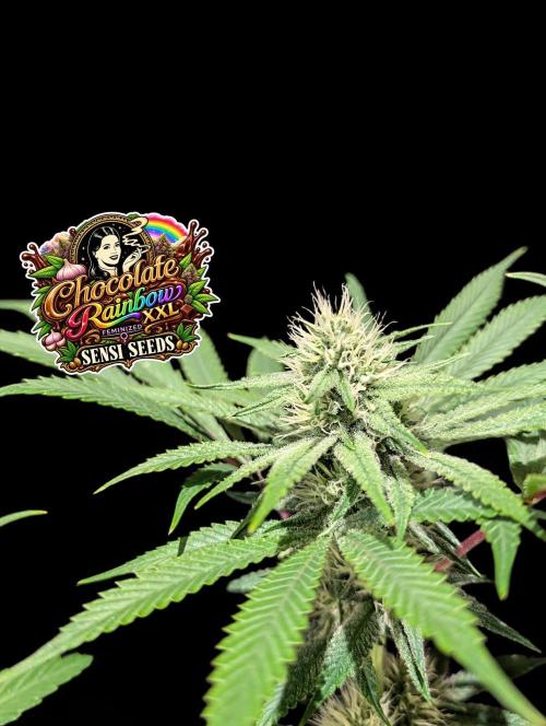 Chocolate Rainbow XXL -Sensi Seeds-BTNL. Week 11