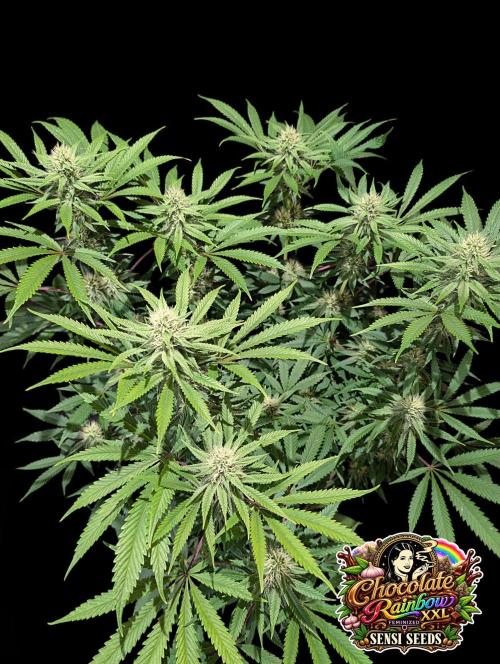 Chocolate Rainbow XXL -Sensi Seeds-BTNL. Week 11