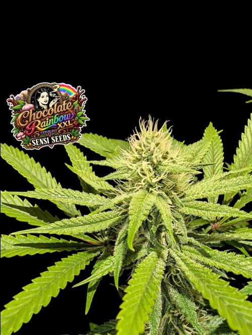 Chocolate Rainbow XXL -Sensi Seeds-BTNL. Week 11