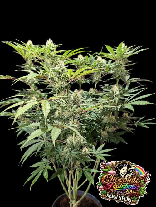 Chocolate Rainbow XXL -Sensi Seeds-BTNL. Week 11
