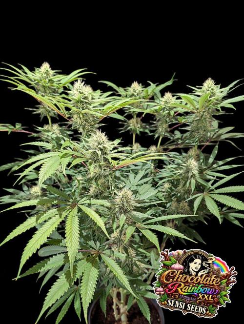 Chocolate Rainbow XXL Fem. Week 11