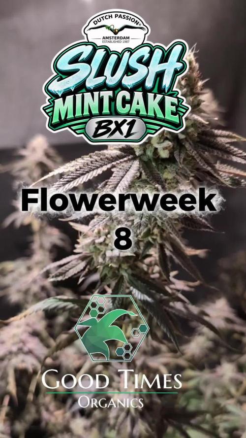 Slush Mint Cake - DP - Bio Tabs NL Grow