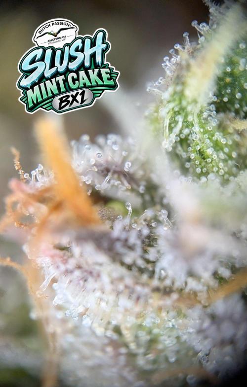 Slush Mint Cake - DP - Bio Tabs NL Grow. Week 18