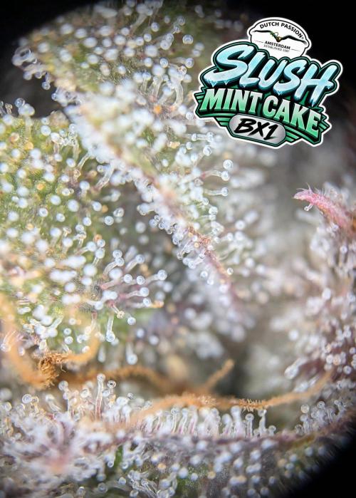 Slush Mint Cake - DP - Bio Tabs NL Grow. Week 18