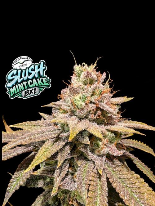 Slush Mint Cake - DP - Bio Tabs NL Grow. Week 18