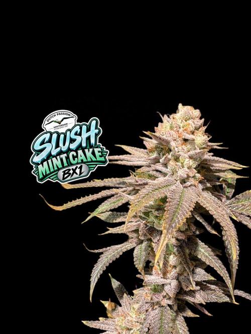 Slush Mint Cake - DP - Bio Tabs NL Grow. Week 18
