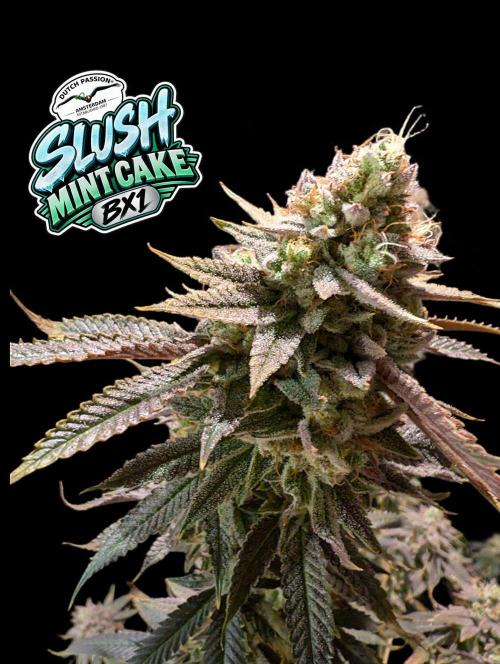 Slush Mint Cake - DP - Bio Tabs NL Grow. Week 18