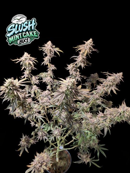 Slush Mint Cake - DP - Bio Tabs NL Grow. Week 18