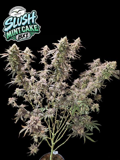 Slush Mint Cake - DP - Bio Tabs NL Grow. Week 18